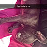 dog, sleeping, puppy, pet, animal, indoors, blanket, pink_blanket, couch, leather, relaxed, lying_down, upside_down, sunlight, shadow, closeup, brown_dog, white_paws, floppy_ears, text_overlay