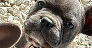 Boston a rejoint le concours — aidez-le/la à gagner de superbes lots ! dog, puppy, french_bulldog, pet, animal, close_up, portrait, wrinkles, ears, eyes, nose, muzzle, collar, short_hair, gray_fur, outdoor, gravel, curious, funny, photography
