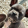 dog, puppy, french_bulldog, pet, animal, close_up, portrait, wrinkles, ears, eyes, nose, muzzle, collar, short_hair, gray_fur, outdoor, gravel, curious, funny, photography
