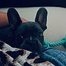 dog, french_bulldog, pet, animal, black_dog, bat_ears, wide_eyes, indoors, blanket, bed, rope_toy, cozy, portrait, close_up, resting, looking_at_camera, dark_fur, home, soft_furnishings, funny