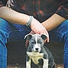 Bowfin is registered to the contest to win money with this photo: puppy, dog, person, jeans, plaid_shirt, wooden_steps, outdoor, pet, cute, small_dog, hands, sitting, casual_clothing, brown, blue, white, black, young_dog, front_view, animal