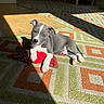 Bowfin is registered to the contest to win money with this photo: puppy, dog, toy, carpet, rug, indoor, sunlight, shadow, sofa, furniture, pet, animal, cute, playful, resting, floor, cozy, home, domestic, relaxed