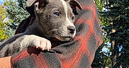Bowfin is registered to the contest to win money with this photo: man, puppy, dog, pet, outdoor, trees, sky, plaid_shirt, beard, smile, nature, grass, fence, sunlight, portrait, holding, animal, cute, young, daytime