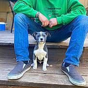 Bowfin joined the competition — help win amazing prizes! puppy, dog, person, jeans, green_hoodie, sitting, wooden_steps, casual, outdoor, shoes, pet, young_dog, cute, animal, relaxed, portrait, daylight, friendly, companion, leisure