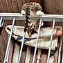 cat, upside_down, railing, quilt, wooden_slats, curious, playful, indoor, pet, fur, striped, tail, ears, whiskers, floor, home, cozy, animal, cute, balcony