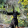 Suky a rejoint le concours — aidez-le/la à gagner de superbes lots ! animal, autumn, canine, dog, fitness, jungle, land, nature, outdoors, person, pet, plant, puppy, rainforest, sport, tree, vegetation, woodland, workingout, yoga