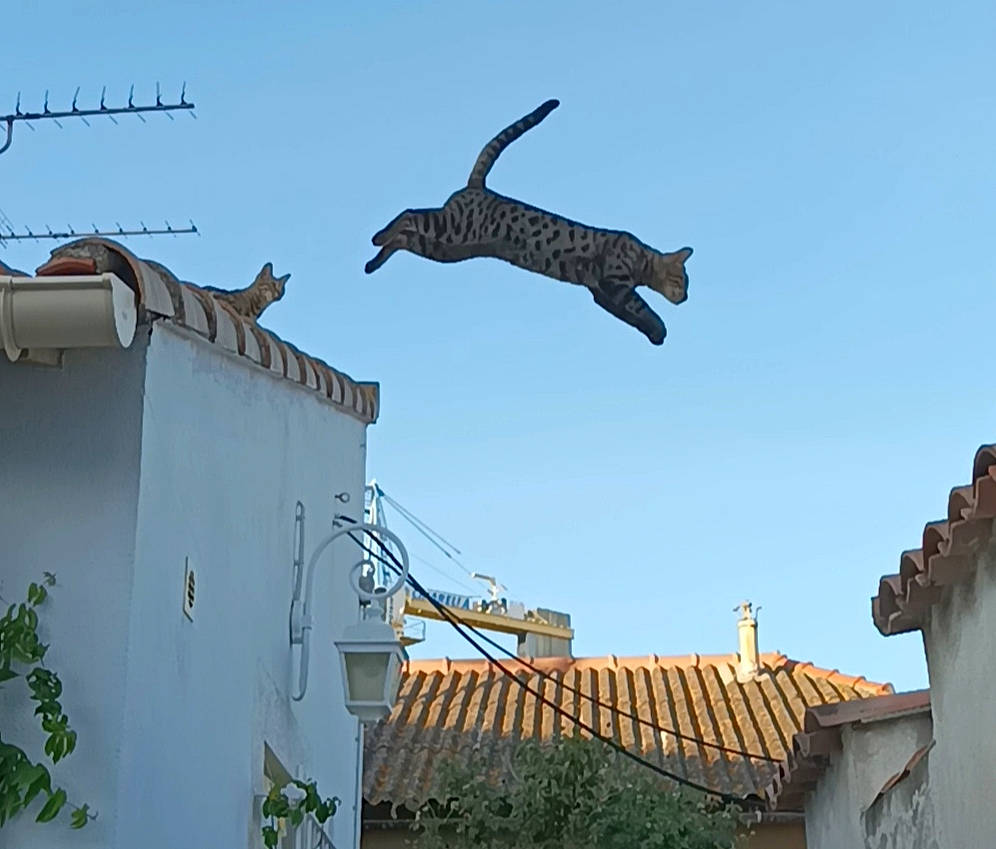 Tisha a rejoint le concours — aidez-le/la à gagner de superbes lots ! art, building, carnivore, cat, facade, felidae, finial, house, metal, monument, pole, roof, sculpture, sky, small_to_medium_sized_cats, statue, tail, window, wire, wood