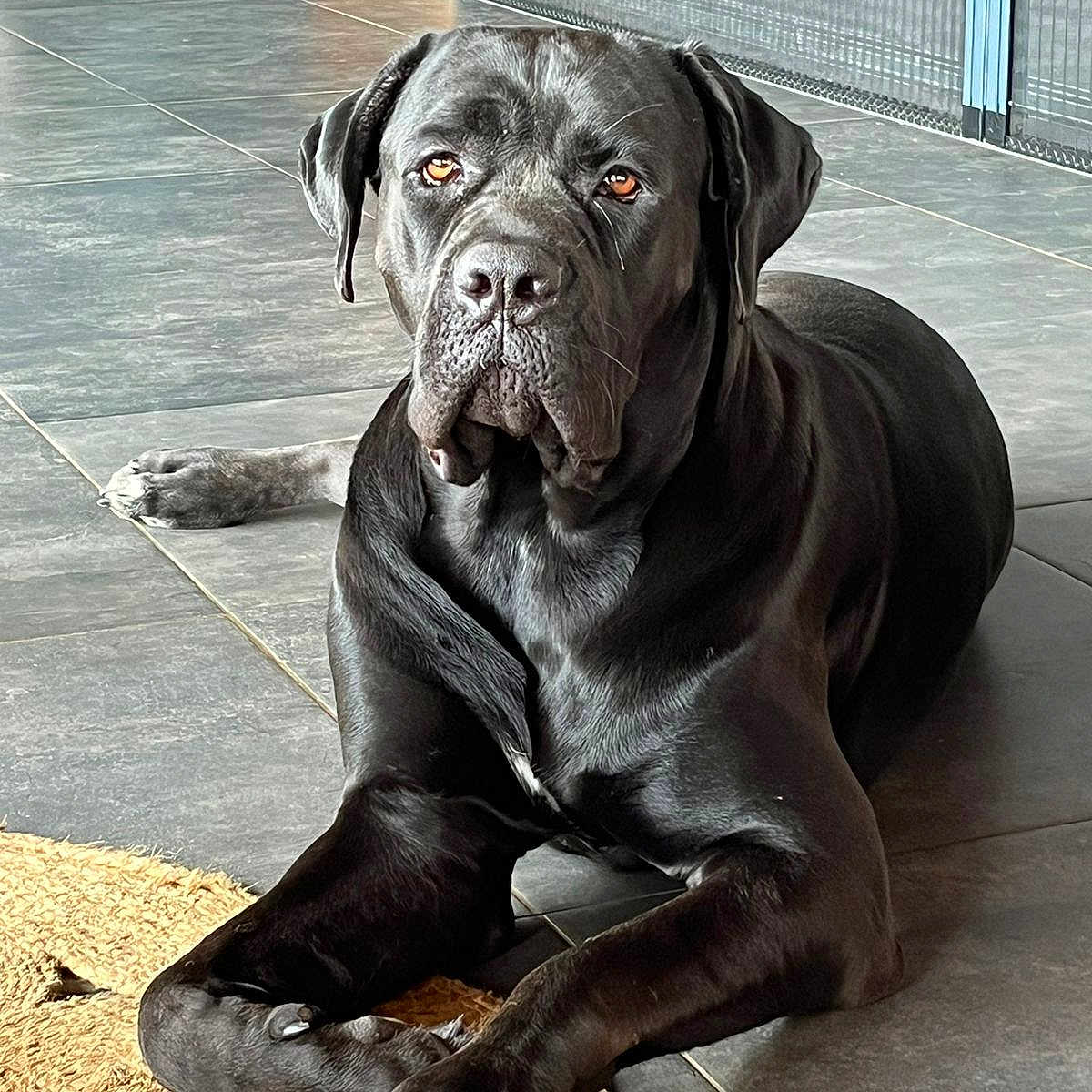 Syla