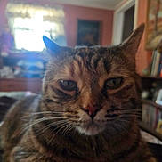 Tess joined the competition — help win amazing prizes! cat, tabby, indoor, close_up, pet, feline, whiskers, fur, animal, relaxed, home, cozy, furniture, bookshelf, window, curtains, living_room, portrait, domestic_animal, ears