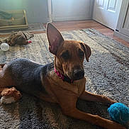 Star is registered to the contest to win money with this photo: black_and_brown_fur, blue_ball, brown_dog, carpet, collar, dog, door, ear_down, ear_up, feeding_station, home, indoor, natural_light, pet, playful, plush_toy, relaxed, rug, toy, wood_floor