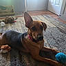 black_and_brown_fur, blue_ball, brown_dog, carpet, collar, dog, door, ear_down, ear_up, feeding_station, home, indoor, natural_light, pet, playful, plush_toy, relaxed, rug, toy, wood_floor