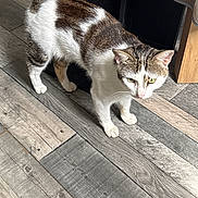 Vegas a rejoint le concours — aidez-le/la à gagner de superbes lots ! cat, tabby_cat, white_cat, indoor, wooden_floor, pet, animal, feline, curious, standing, green_eyes, fur, domestic_cat, flooring, natural_light, home, exploring, whiskers, ears, tail