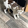 cat, tabby_cat, white_cat, indoor, wooden_floor, pet, animal, feline, curious, standing, green_eyes, fur, domestic_cat, flooring, natural_light, home, exploring, whiskers, ears, tail