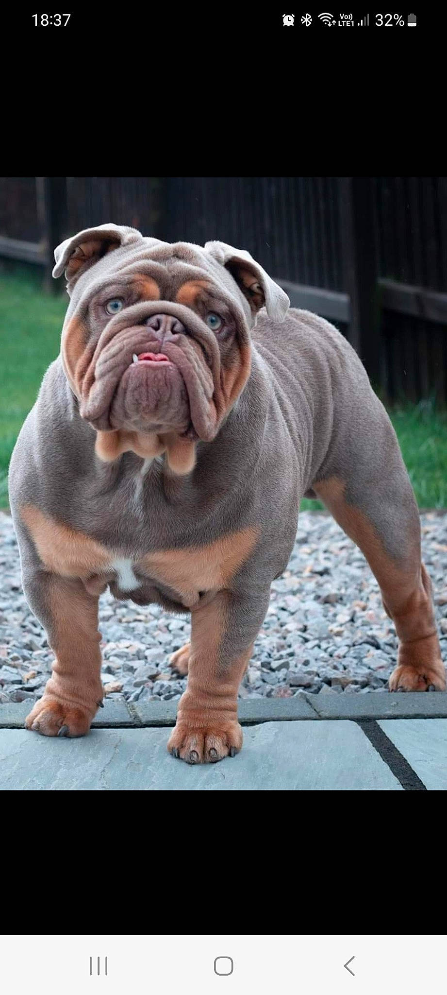 Bowie is registered to the contest to win money with this photo: ancient_dog_breeds, bulldog, canidae, carnivore, companion_dog, dog, dog_breed, fawn, fur, grass, liver, molosser, non_sporting_group, puppy, sporting_group, terrestrial_animal, whiskers, white_english_bulldog, working_dog, wrinkle