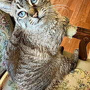 Baby Girl is registered to the contest to win money with this photo: blue_eyes, cat, chair, close_up, cozy, curious, domestic_animal, feline, floral_pattern, fur, home, indoor, looking_at_camera, pet, relaxed, seated, tabby_cat, vintage, whiskers, wooden_floor