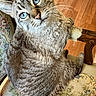 blue_eyes, cat, chair, close_up, cozy, curious, domestic_animal, feline, floral_pattern, fur, home, indoor, looking_at_camera, pet, relaxed, seated, tabby_cat, vintage, whiskers, wooden_floor