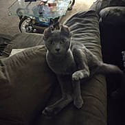 Smokey joined the competition — help win amazing prizes! cat, gray_cat, couch, living_room, furniture, paw, pet, indoor, curious, sitting, glass_table, pillows, carpet, household_items, dim_light, feline, relaxed, ears, raised_paw, animal