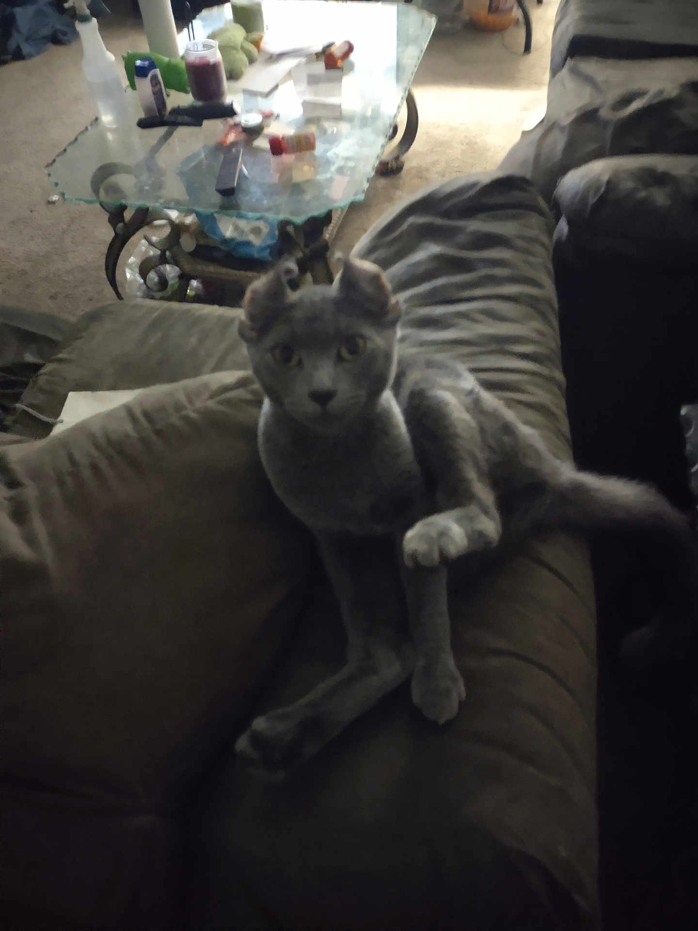 Smokey joined the competition — help win amazing prizes! cat, gray_cat, couch, living_room, furniture, paw, pet, indoor, curious, sitting, glass_table, pillows, carpet, household_items, dim_light, feline, relaxed, ears, raised_paw, animal