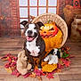animal, autumn, basket, blanket, brown, cute, decor, dog, fall_leaves, happy, indoor, jack_o_lantern, orange, pet, pumpkin, seasonal, smiling, stuffed_animals, wooden_floor, yellow