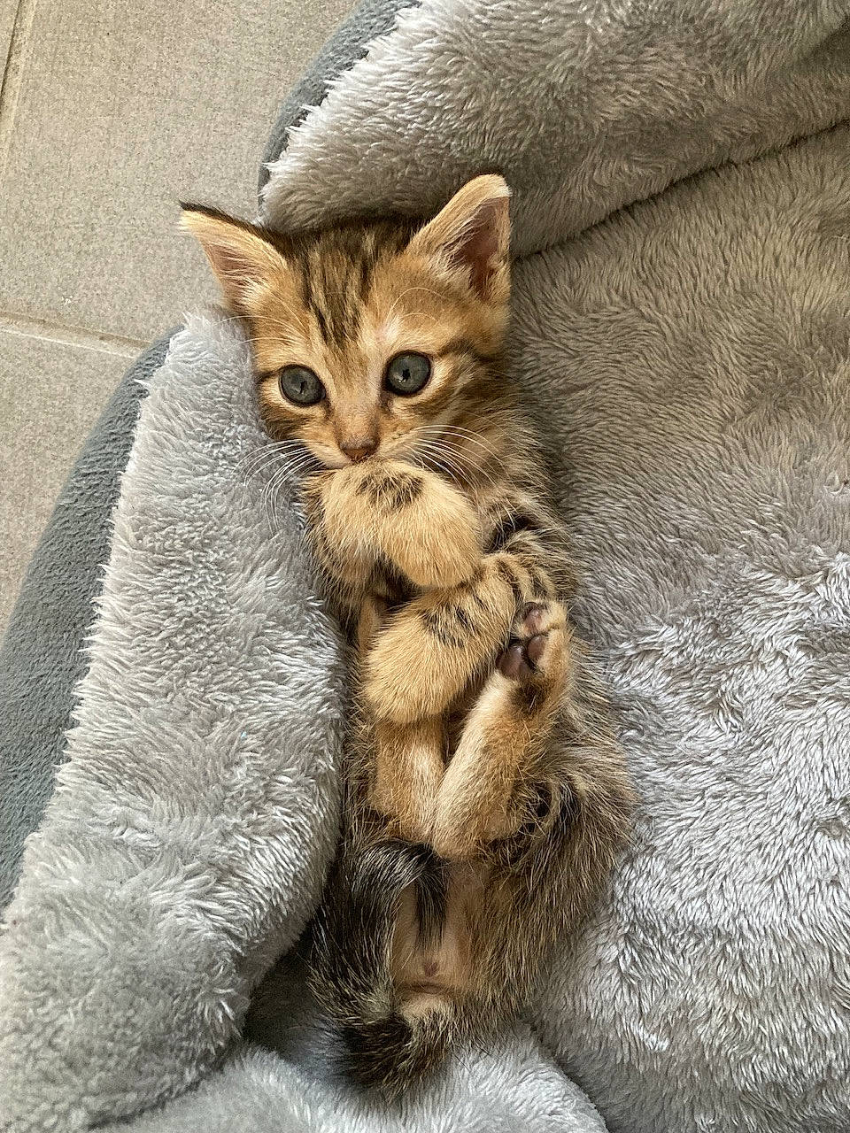 Lila participe au concours pour gagner de l'argent avec cette photo : carnivore, cat, claw, domestic_short_haired_cat, fawn, felidae, fur, paw, small_to_medium_sized_cats, snout, tail, terrestrial_animal, whiskers, wildlife