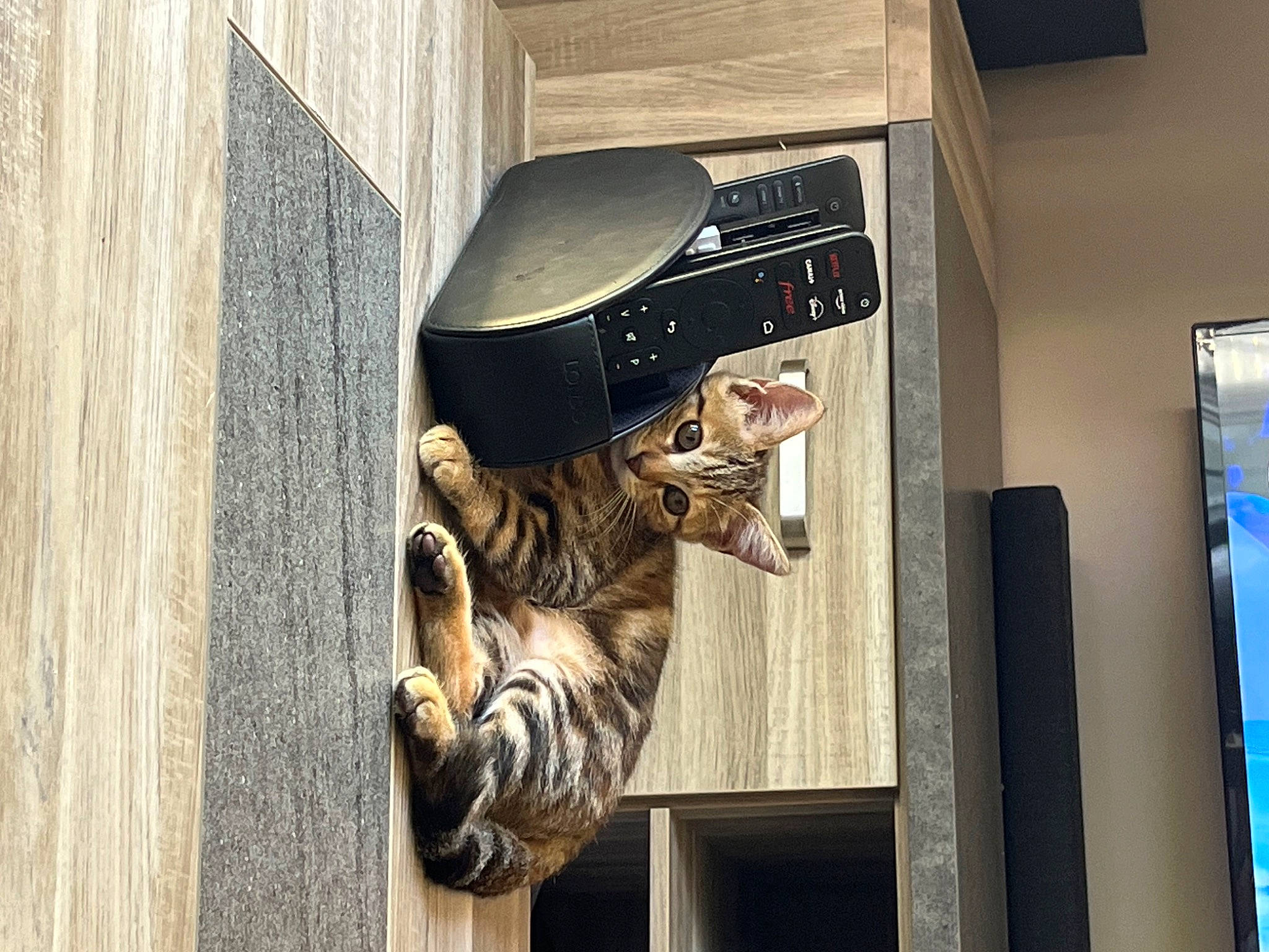 Lila participe au concours pour gagner de l'argent avec cette photo : art, boot, carnivore, cat, domestic_short_haired_cat, door, door_handle, felidae, flooring, fur, machine, room, small_to_medium_sized_cats, tail, visual_arts, whiskers, wood