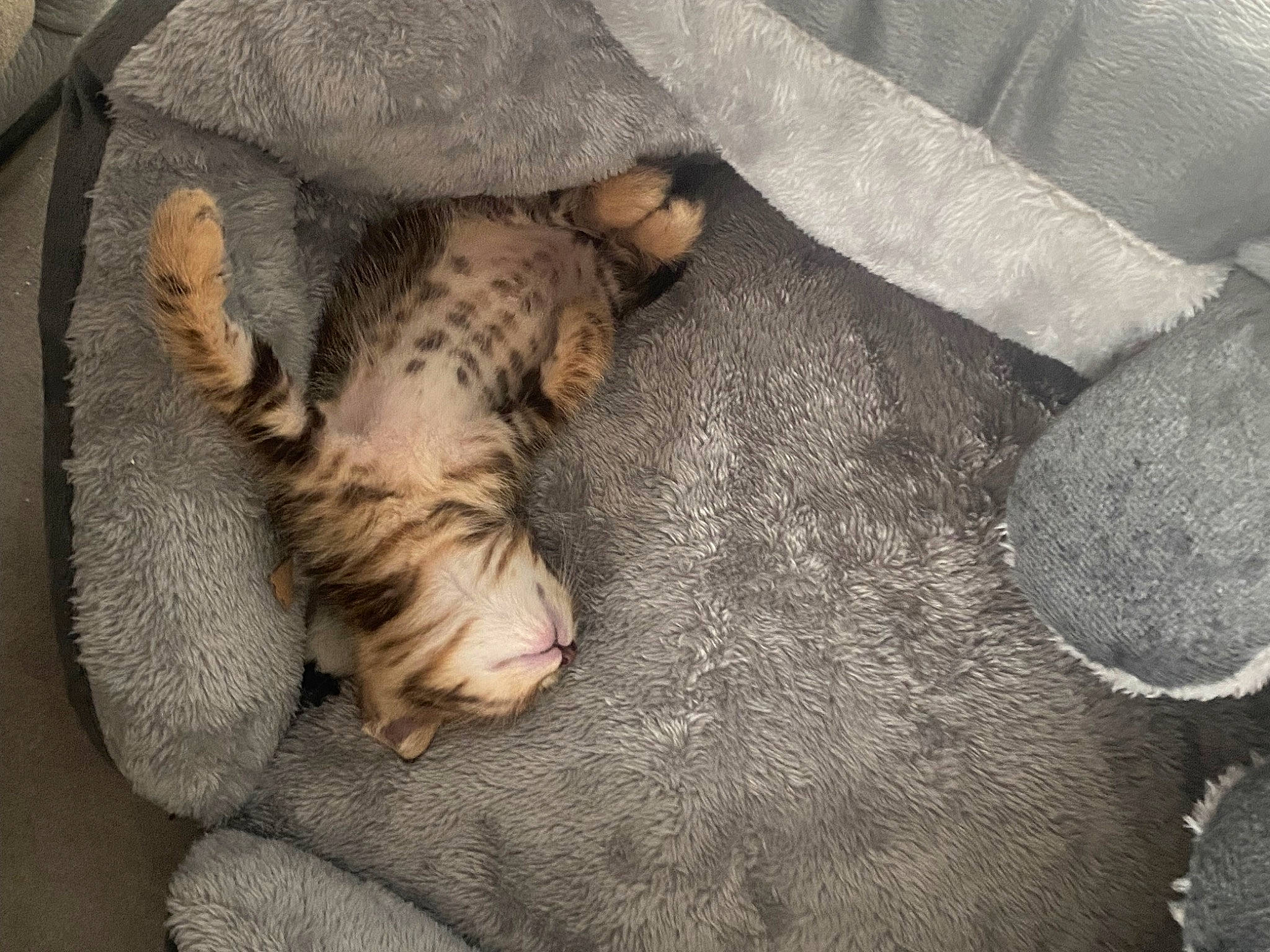 Lila a rejoint le concours — aidez-le/la à gagner de superbes lots ! carnivore, cat, claw, comfort, domestic_short_haired_cat, fawn, felidae, foot, fur, grey, nap, paw, sleep, small_to_medium_sized_cats, snout, tail, terrestrial_animal, whiskers