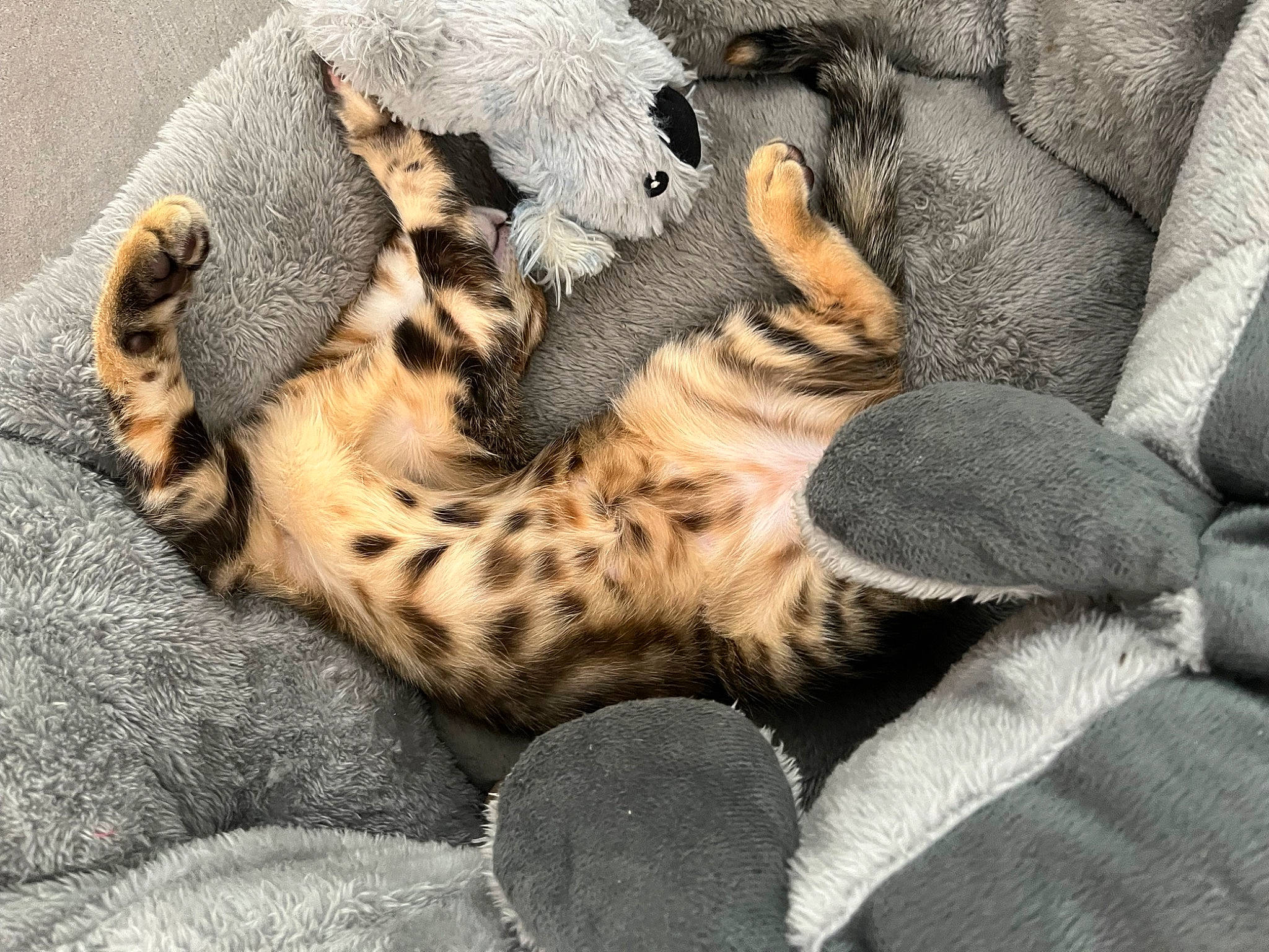 Lila a rejoint le concours — aidez-le/la à gagner de superbes lots ! big_cats, canidae, carnivore, cat, cat_bed, claw, comfort, domestic_short_haired_cat, fawn, felidae, fur, nap, pattern, paw, small_to_medium_sized_cats, snout, tail, terrestrial_animal, whiskers, wildlife