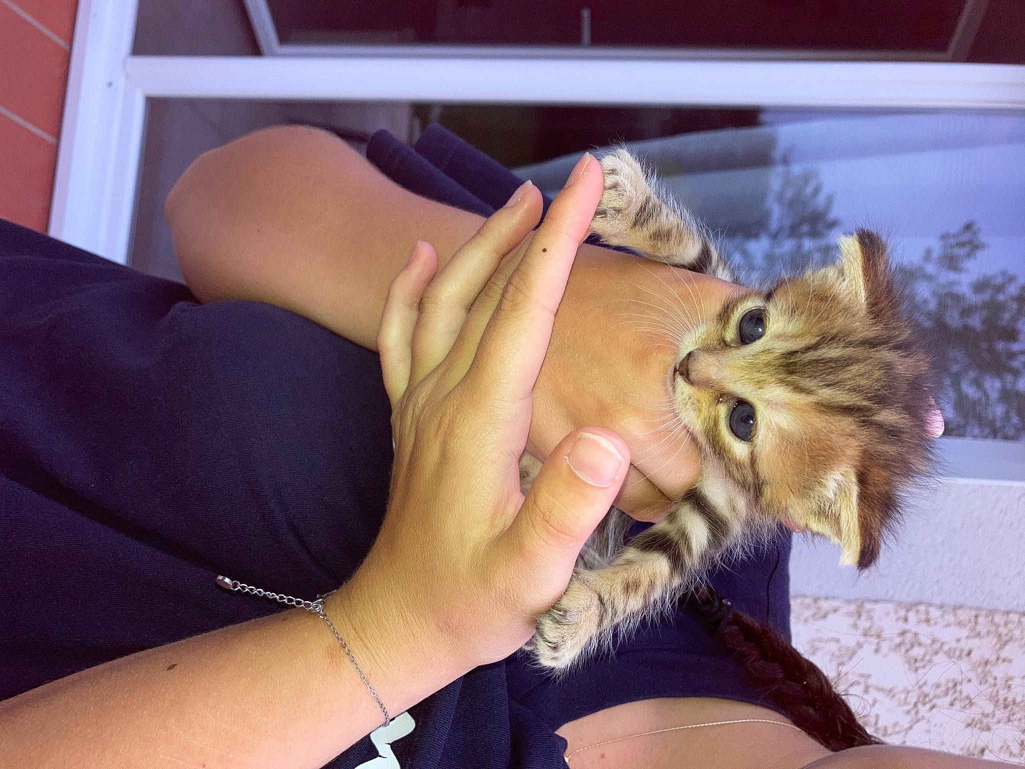 Lila participe au concours pour gagner de l'argent avec cette photo : carnivore, cat, claw, comfort, domestic_short_haired_cat, eyelash, fawn, felidae, finger, fur, gesture, hand, human_leg, musical_instrument, nail, small_to_medium_sized_cats, thigh, thumb, whiskers, wrist