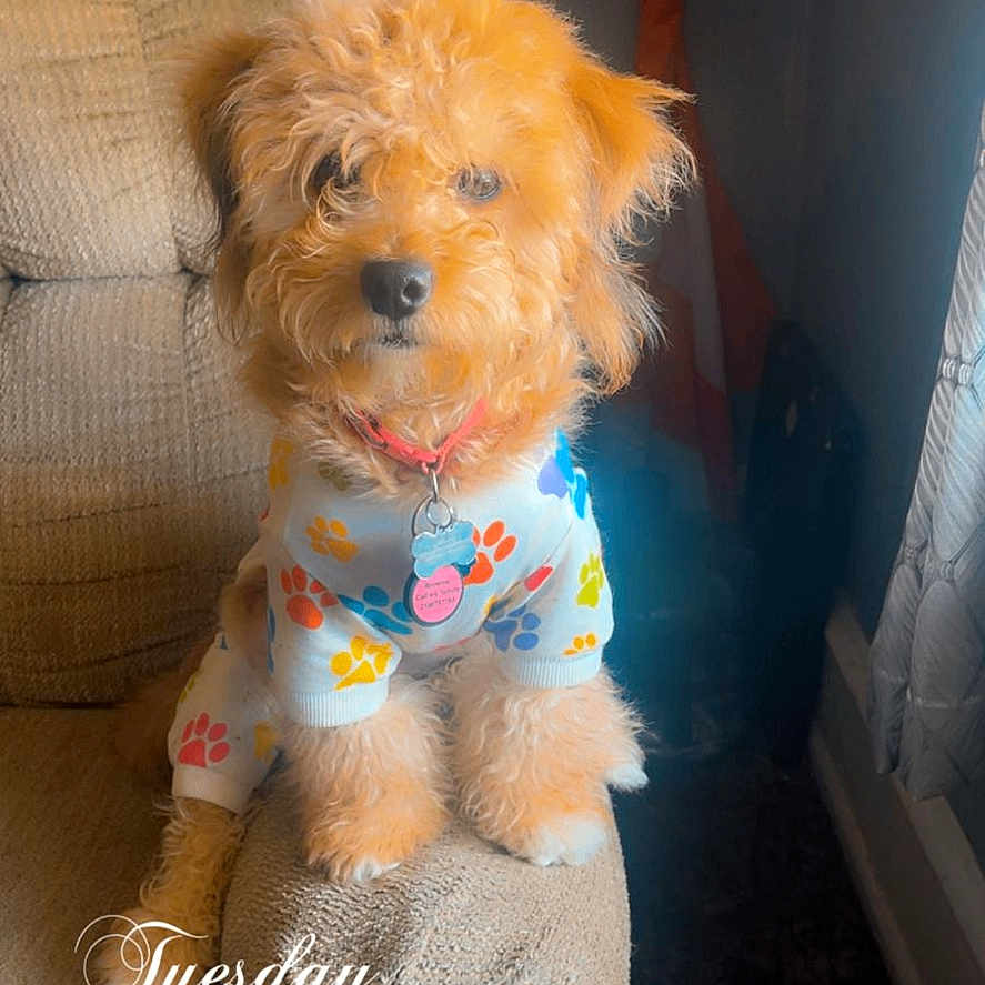 Brownie is registered to the contest to win money with this photo: dog, puppy, pet, fur, couch, armrest, clothing, onesie, paw_print, indoor, window, curtains, framed_picture, furniture, cozy, cute, animal, portrait, fluffy, timestamp_overlay