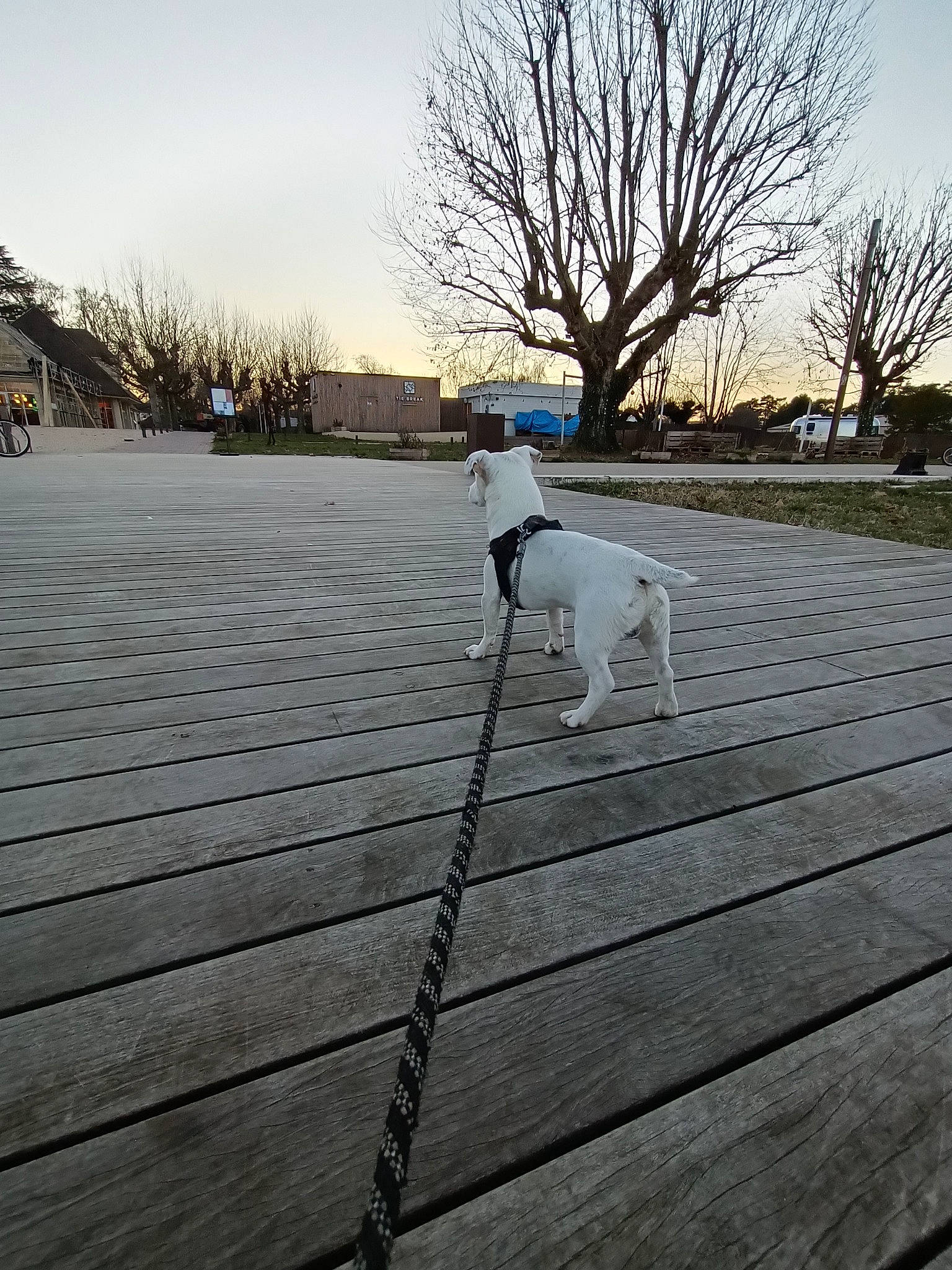 Malibu a rejoint le concours — aidez-le/la à gagner de superbes lots ! asphalt, carnivore, cloud, companion_dog, dog, dog_breed, dog_supply, fawn, flooring, hardwood, pet_supply, road, road_surface, shadow, sidewalk, sky, sporting_group, tail, tree, wood