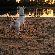 Malibu a rejoint le concours — aidez-le/la à gagner de superbes lots ! animal, beach, calm, canine, dog, duck, lake, nature, outdoor, pet, reflection, sand, scenic, silhouette, sunlight, sunset, trees, water, white_dog, wildlife