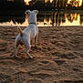 animal, beach, calm, canine, dog, duck, lake, nature, outdoor, pet, reflection, sand, scenic, silhouette, sunlight, sunset, trees, water, white_dog, wildlife