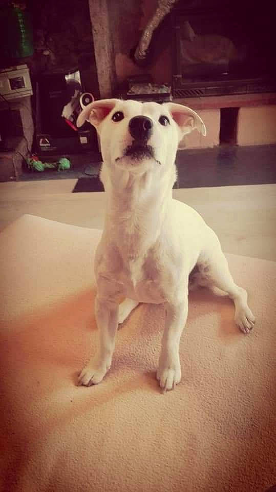 Malibu a rejoint le concours — aidez-le/la à gagner de superbes lots ! canidae, carnivore, companion_dog, dog, dog_breed, fawn, flooring, fur, metal, non_sporting_group, paw, snout, sporting_group, square, tail, terrestrial_animal, terrier, toy_dog, whiskers, working_animal