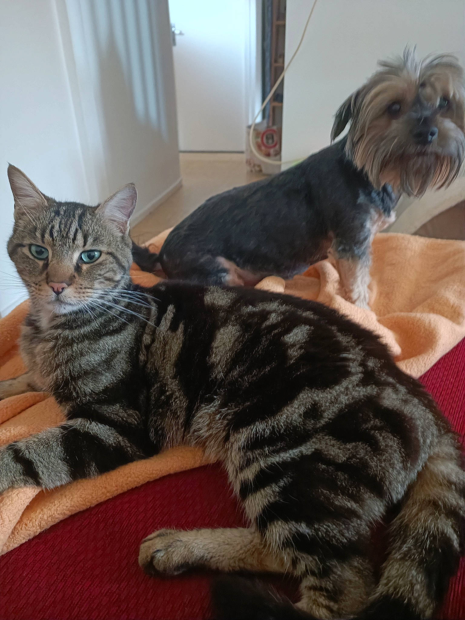 Nico a rejoint le concours — aidez-le/la à gagner de superbes lots ! carnivore, cat, claw, comfort, companion_dog, dog, dog_breed, dog_supply, domestic_short_haired_cat, felidae, fur, paw, small_terrier, small_to_medium_sized_cats, snout, tail, terrier, toy_dog, whiskers, working_animal