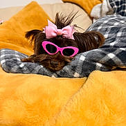 Willow is registered to the contest to win money with this photo: accessory, animal, blanket, comfy, cozy, cute, dog, fashion, fur, gray_blanket, home, indoor, pet, pink_bow, pink_sunglasses, portrait, relaxing, resting, small_dog, yellow_blanket