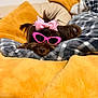 accessory, animal, blanket, comfy, cozy, cute, dog, fashion, fur, gray_blanket, home, indoor, pet, pink_bow, pink_sunglasses, portrait, relaxing, resting, small_dog, yellow_blanket