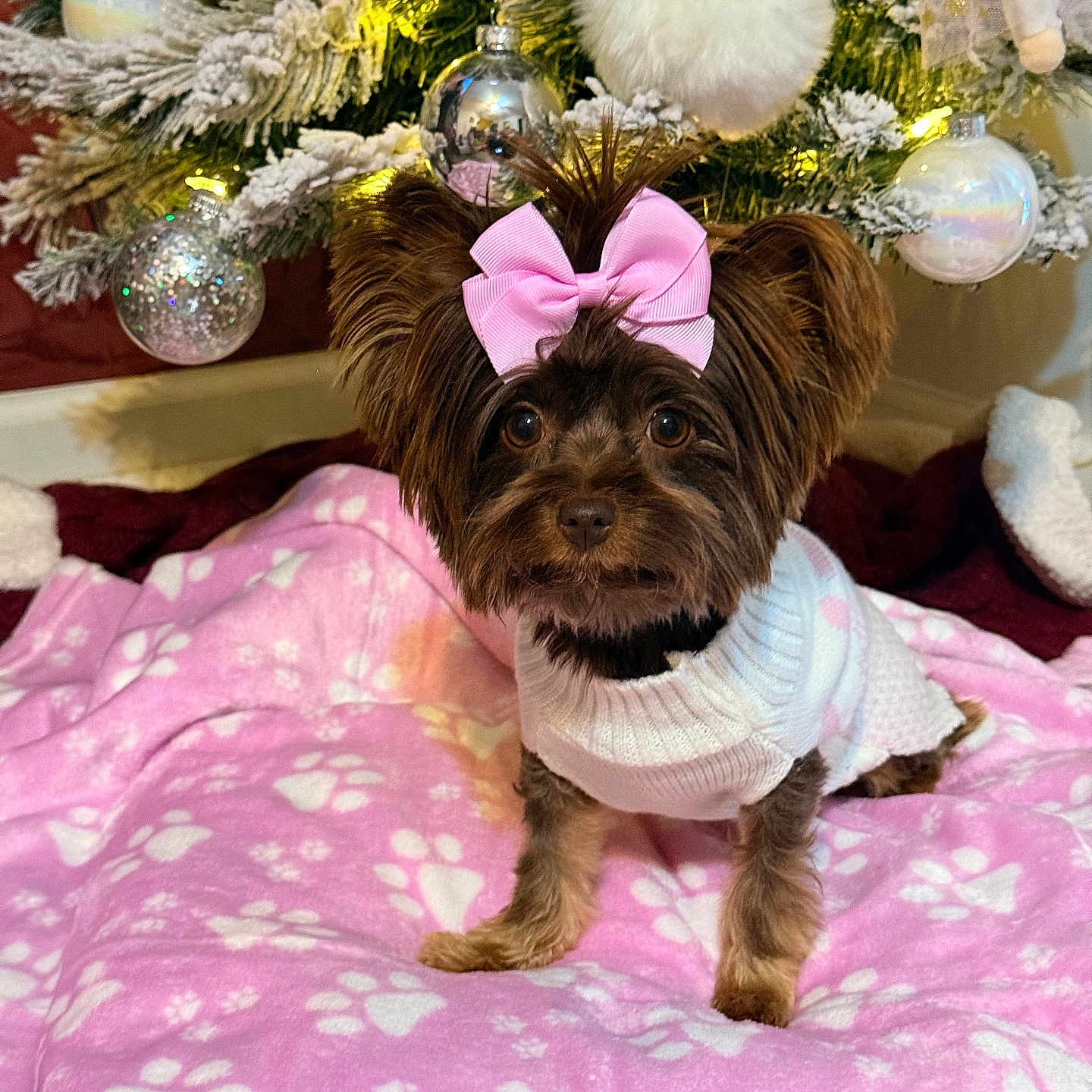 Willow is registered to the contest to win money with this photo: animal, blanket, bow, celebration, christmas_tree, cute, decorations, dog, festive, floor, fur, holiday, indoors, ornaments, paw_prints, pet, pink_bow, small_dog, sweater, white_sweater