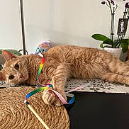 Luffy is registered to the contest to win money with this photo: cat, ginger_cat, playful, ribbon, toy, table, placemat, woven, plant, orchid, pot, flower, indoor, furniture, relaxed, pet, animal, cute, cozy, plush_toy