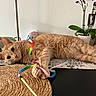 cat, ginger_cat, playful, ribbon, toy, table, placemat, woven, plant, orchid, pot, flower, indoor, furniture, relaxed, pet, animal, cute, cozy, plush_toy