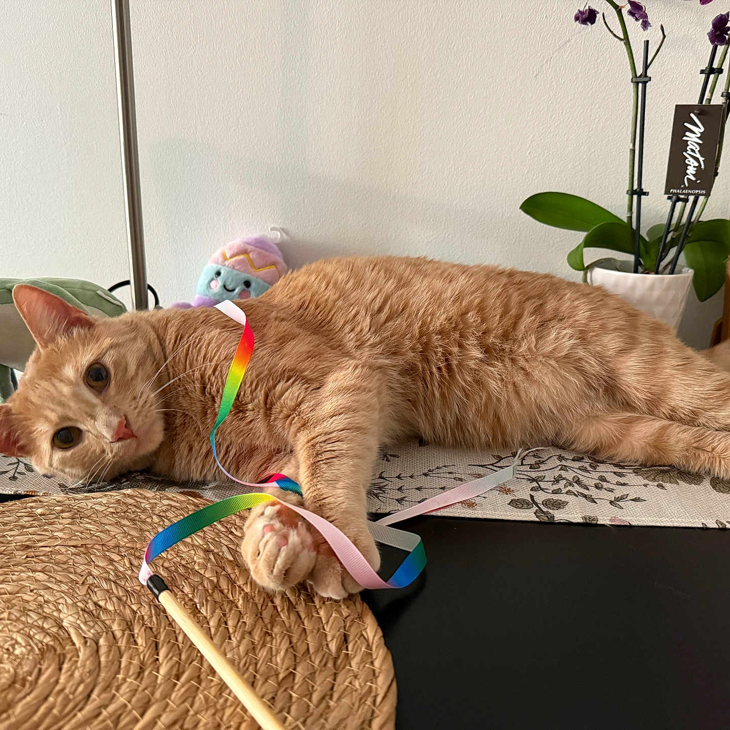 Luffy is registered to the contest to win money with this photo: cat, ginger_cat, playful, ribbon, toy, table, placemat, woven, plant, orchid, pot, flower, indoor, furniture, relaxed, pet, animal, cute, cozy, plush_toy