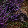Valko participe au concours pour gagner de l'argent avec cette photo : dog, lavender, flowers, purple, nature, outdoor, earth, soil, greenery, pet, animal, fur, cute, lying_down, closeup, plant, grass, relaxing, canine, flora