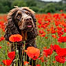 Valko participe au concours pour gagner de l'argent avec cette photo : dog, brown_dog, flower_field, red_poppies, outdoor, nature, grass, pet, animal, canine, fur, ears, collar, spring, summer, greenery, portrait, looking_up, bright_colors, peaceful