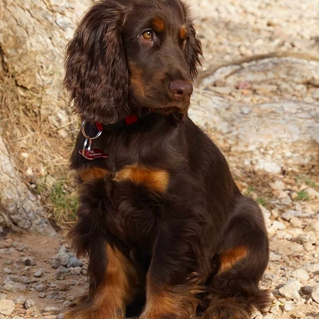 Valko