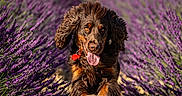 Valko participe au concours pour gagner de l'argent avec cette photo : dog, running, lavender_field, purple_flowers, outdoor, sunlight, happy, playful, brown_dog, nature, animal, floppy_ears, tongue_out, mid_air, grass, summer, pet, landscape, flower_bed, joy