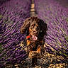 dog, running, lavender_field, purple_flowers, outdoor, sunlight, happy, playful, brown_dog, nature, animal, floppy_ears, tongue_out, mid_air, grass, summer, pet, landscape, flower_bed, joy