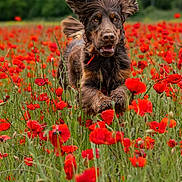 Valko participe au concours pour gagner de l'argent avec cette photo : dog, running, field, poppies, flowers, nature, outdoor, greenery, happy, ears, brown_dog, grass, animal, spring, summer, playful, joyful, canine, motion, vibrant