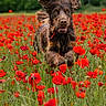 dog, running, field, poppies, flowers, nature, outdoor, greenery, happy, ears, brown_dog, grass, animal, spring, summer, playful, joyful, canine, motion, vibrant