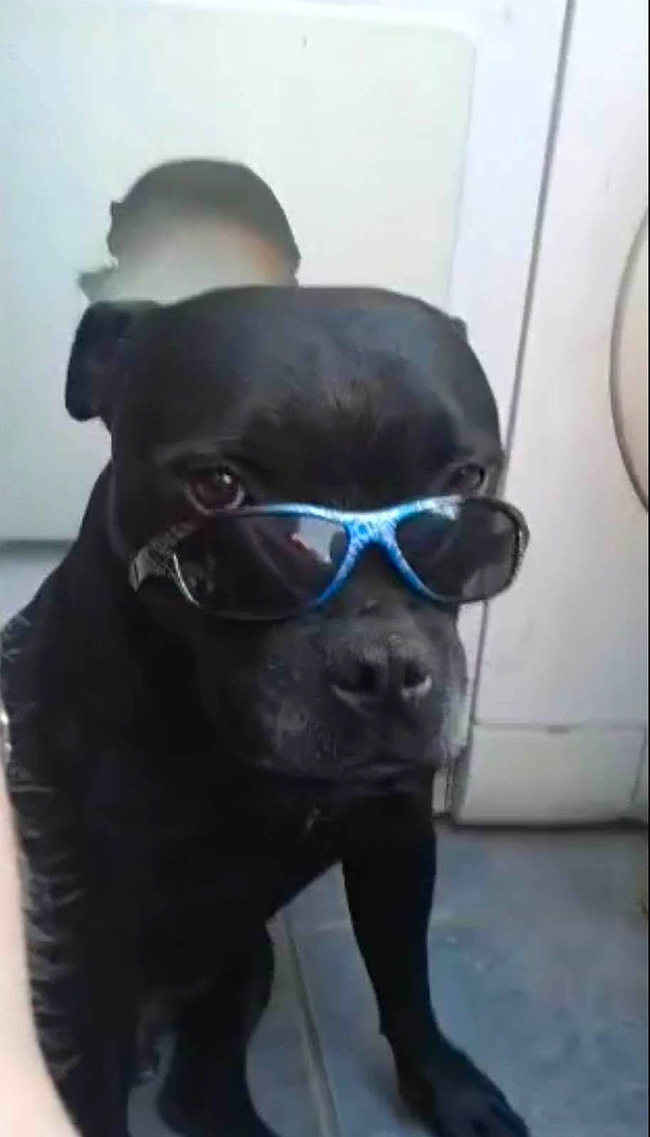 Oswald participe au concours pour gagner de l'argent avec cette photo : canidae, carnivore, collar, companion_dog, dog, dog_breed, dog_collar, electric_blue, eyewear, fawn, goggles, liver, personal_protective_equipment, pet_supply, pug, snout, sporting_group, toy_dog, whiskers, working_animal