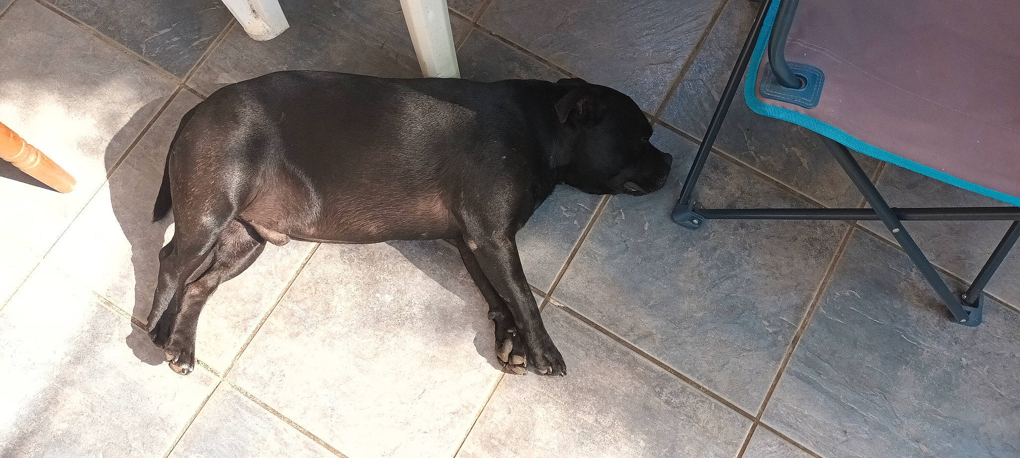 Oswald participe au concours pour gagner de l'argent avec cette photo : borador, canidae, carnivore, claw, companion_dog, dog, dog_breed, fawn, floor, flooring, fur, guard_dog, gun_dog, hunting_dog, liver, non_sporting_group, tail, terrestrial_animal, tile_flooring, working_animal