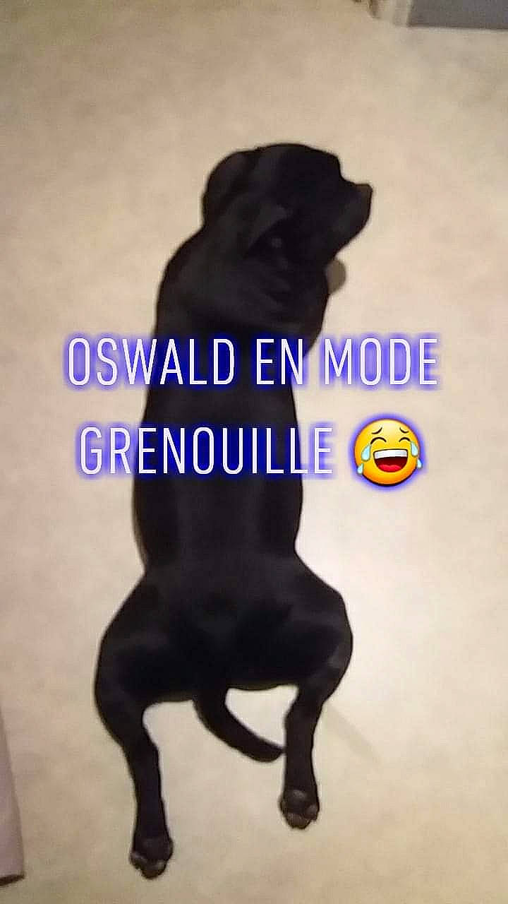 Oswald participe au concours pour gagner de l'argent avec cette photo : canidae, carnivore, companion_dog, dog, dog_breed, dog_supply, fawn, fictional_character, font, guard_dog, hat, leash, logo, pet_supply, poster, snout, sporting_group, t_shirt, tail, working_animal